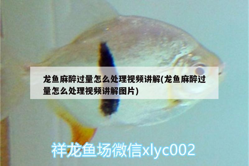 龍魚麻醉過量怎么處理視頻講解(龍魚麻醉過量怎么處理視頻講解圖片)