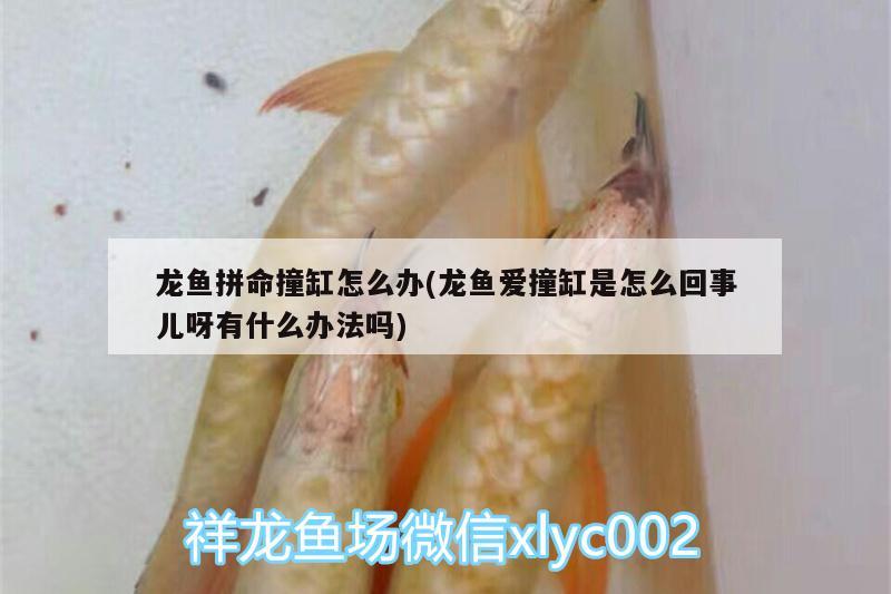 龍魚拼命撞缸怎么辦(龍魚愛(ài)撞缸是怎么回事兒呀有什么辦法嗎)