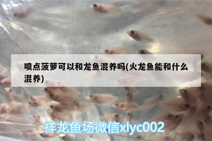 噴點(diǎn)菠蘿可以和龍魚混養(yǎng)嗎(火龍魚能和什么混養(yǎng))