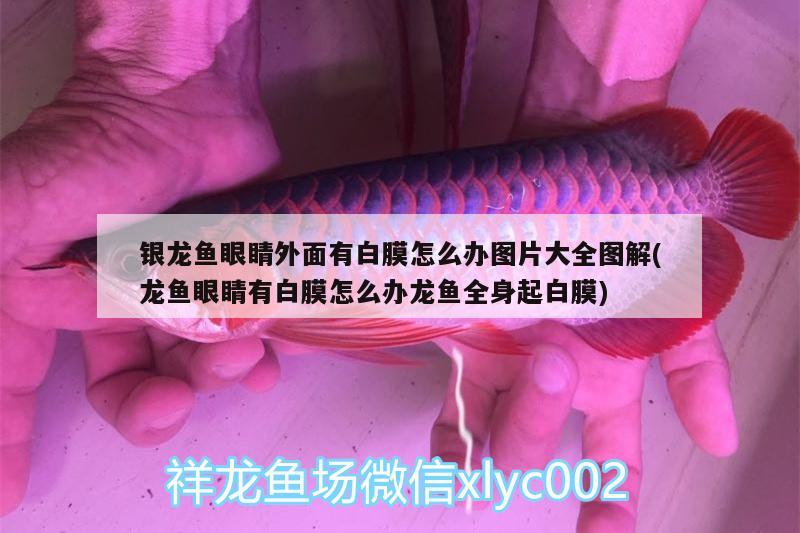 銀龍魚眼睛外面有白膜怎么辦圖片大全圖解(龍魚眼睛有白膜怎么辦龍魚全身起白膜)