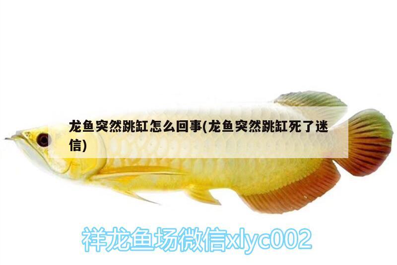 龍魚突然跳缸怎么回事(龍魚突然跳缸死了迷信)