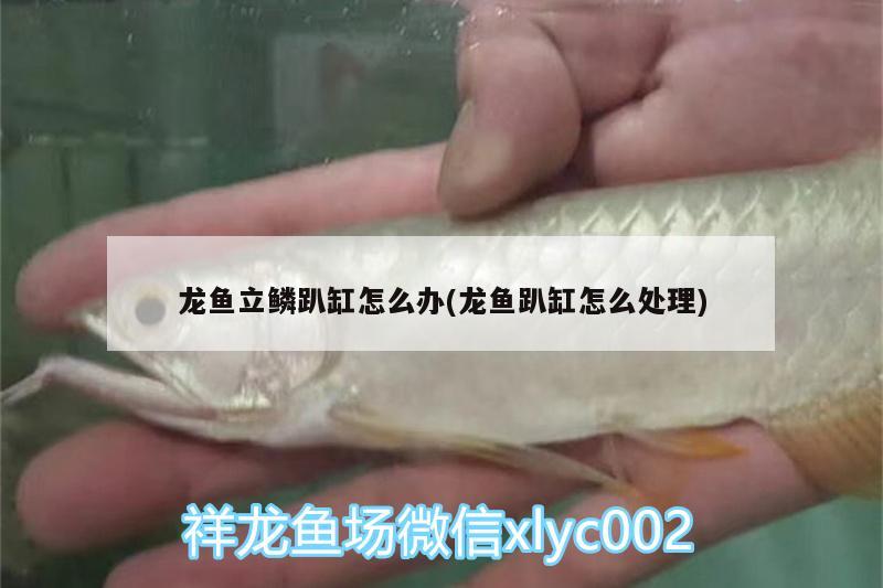 龍魚立鱗趴缸怎么辦(龍魚趴缸怎么處理)