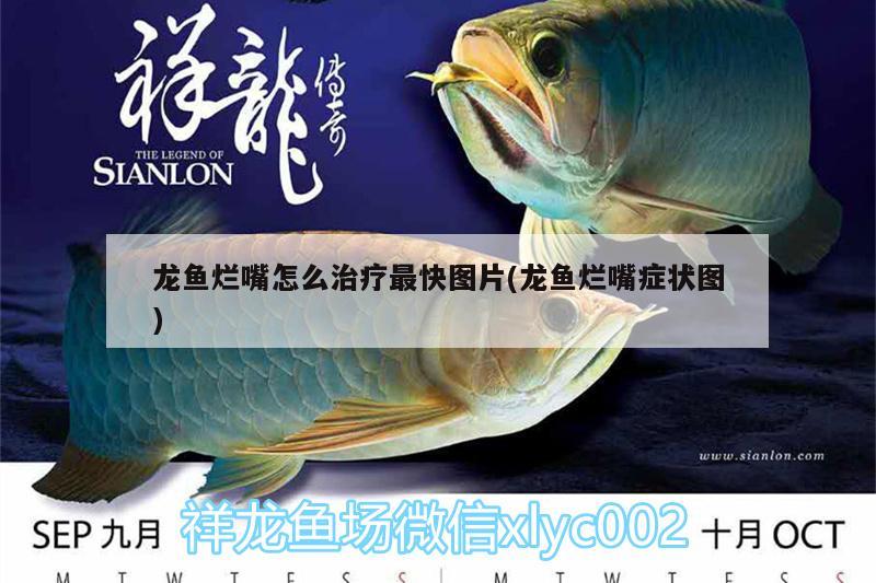 龍魚爛嘴怎么治療最快圖片(龍魚爛嘴癥狀圖)