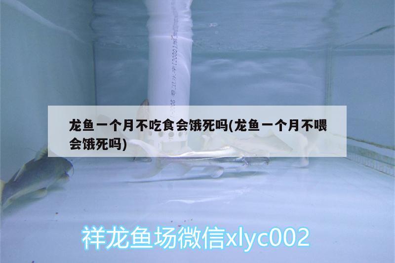 龍魚一個(gè)月不吃食會(huì)餓死嗎(龍魚一個(gè)月不喂會(huì)餓死嗎) 祥龍傳奇品牌魚缸