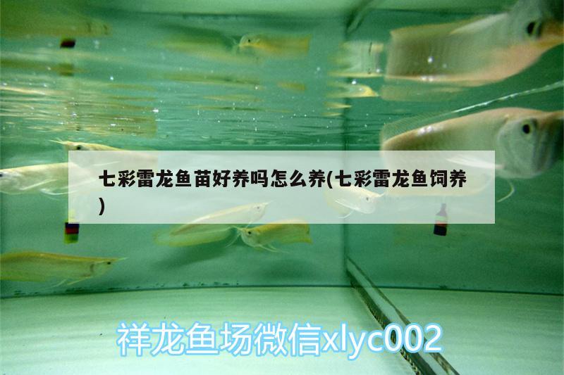 七彩雷龍魚苗好養(yǎng)嗎怎么養(yǎng)(七彩雷龍魚飼養(yǎng))