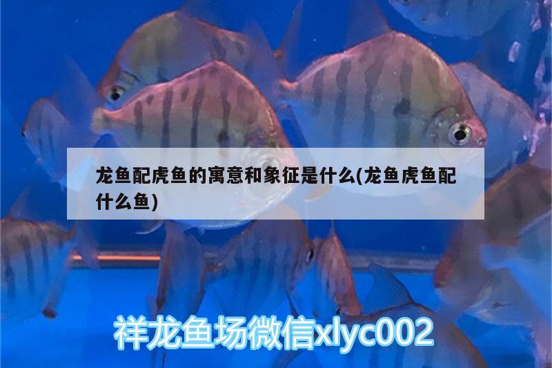 龍魚配虎魚的寓意和象征是什么(龍魚虎魚配什么魚) 虎魚百科 第2張