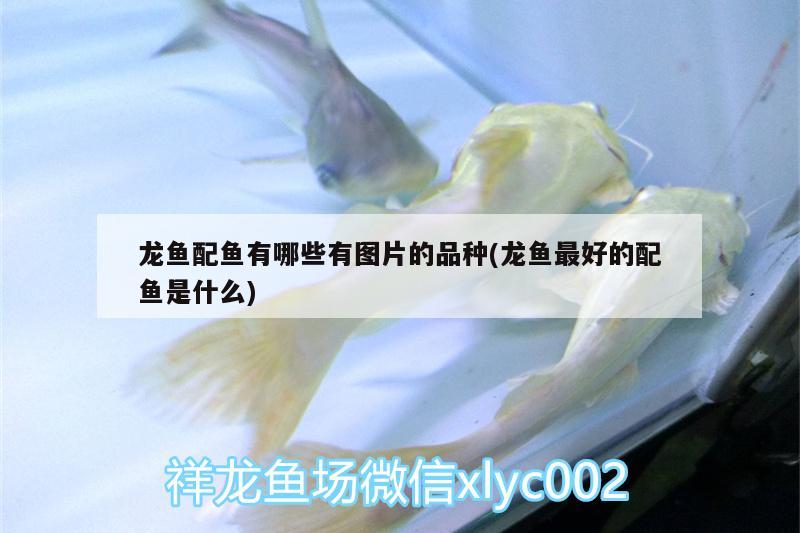 龍魚配魚有哪些有圖片的品種(龍魚最好的配魚是什么)