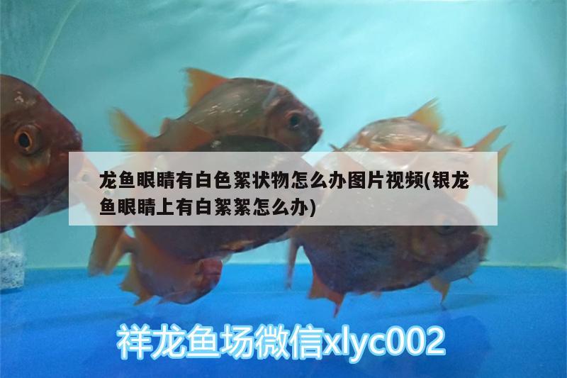 龍魚眼睛有白色絮狀物怎么辦圖片視頻(銀龍魚眼睛上有白絮絮怎么辦) 銀龍魚百科