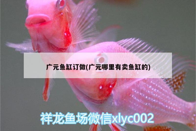 廣元魚缸訂做(廣元哪里有賣魚缸的)