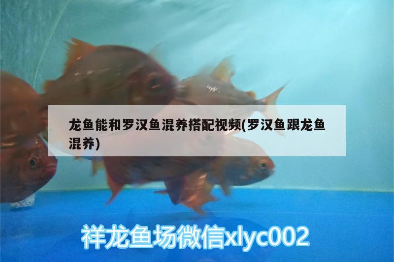 龍魚能和羅漢魚混養(yǎng)搭配視頻(羅漢魚跟龍魚混養(yǎng)) 羅漢魚