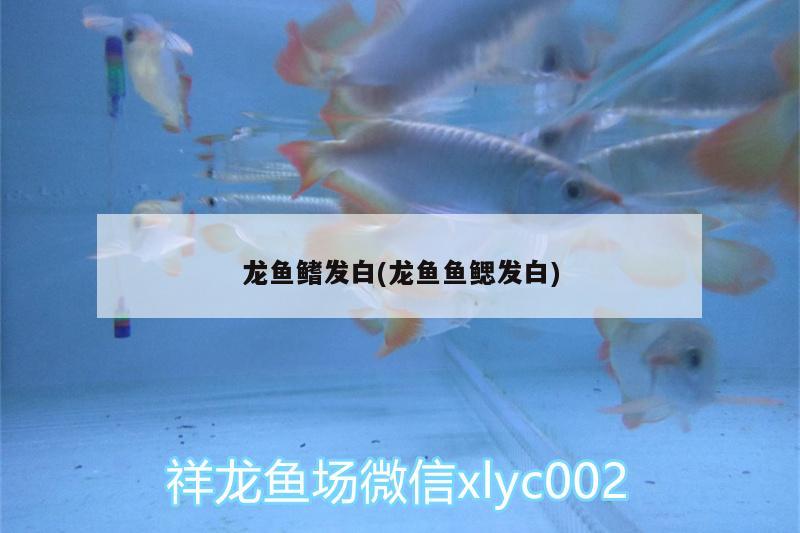 龍魚(yú)鰭發(fā)白(龍魚(yú)魚(yú)鰓發(fā)白) 蘇虎苗（蘇門(mén)答臘虎魚(yú)苗）