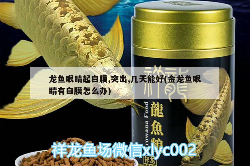 龍魚眼睛起白膜,突出,幾天能好(金龍魚眼睛有白膜怎么辦)