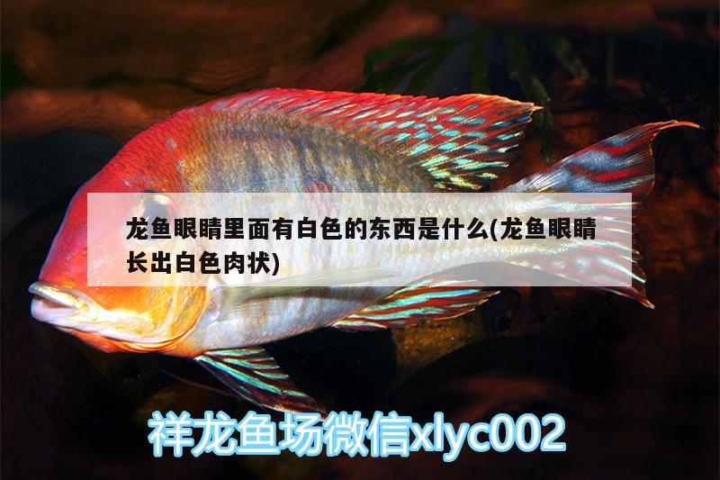 龍魚眼睛里面有白色的東西是什么(龍魚眼睛長出白色肉狀) 虎斑恐龍魚