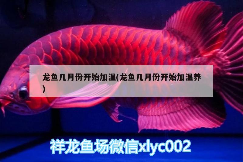 龍魚幾月份開始加溫(龍魚幾月份開始加溫養(yǎng))