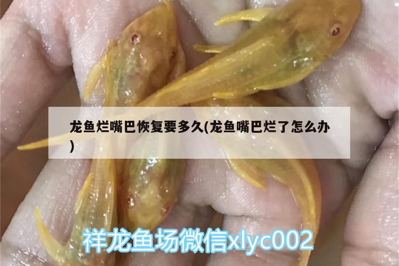 龍魚爛嘴巴恢復(fù)要多久(龍魚嘴巴爛了怎么辦)