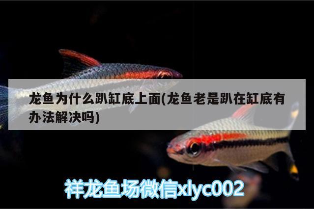 龍魚為什么趴缸底上面(龍魚老是趴在缸底有辦法解決嗎) 龍魚芯片掃碼器