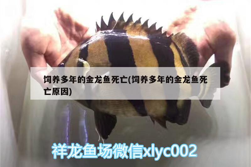 飼養(yǎng)多年的金龍魚死亡(飼養(yǎng)多年的金龍魚死亡原因)