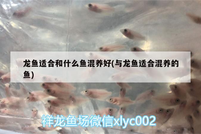 龍魚適合和什么魚混養(yǎng)好(與龍魚適合混養(yǎng)的魚) 伊巴卡魚