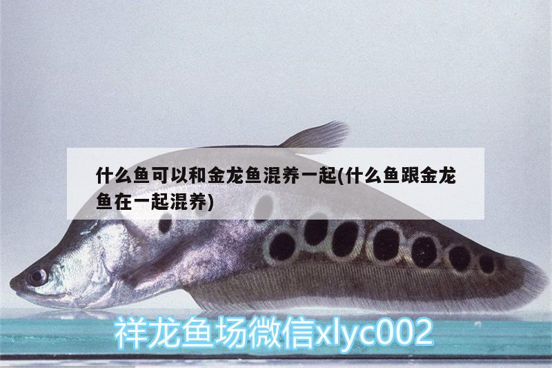 什么魚(yú)可以和金龍魚(yú)混養(yǎng)一起(什么魚(yú)跟金龍魚(yú)在一起混養(yǎng)) 祥龍藍(lán)珀金龍魚(yú)