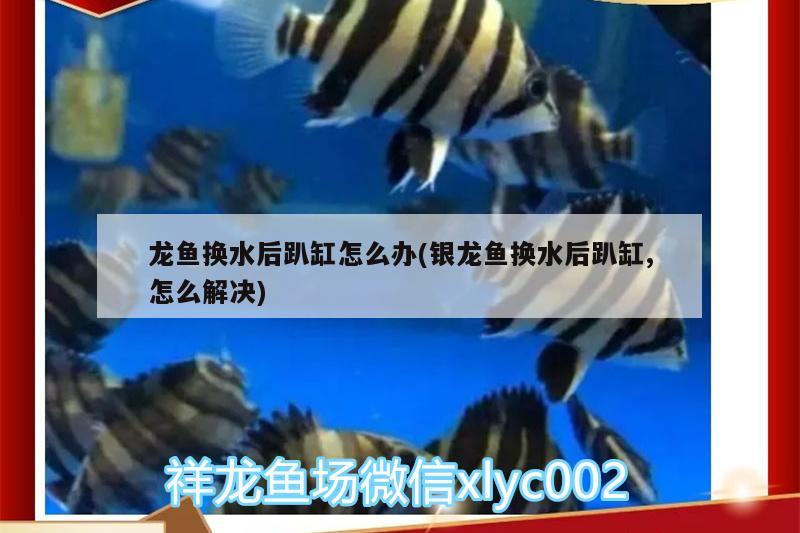 龍魚換水后趴缸怎么辦(銀龍魚換水后趴缸,怎么解決) 銀龍魚