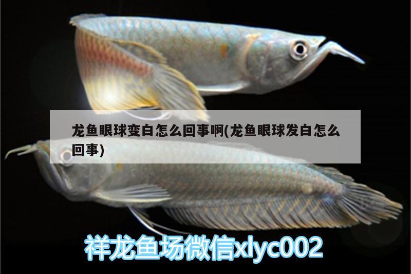 龍魚眼球變白怎么回事啊(龍魚眼球發(fā)白怎么回事)