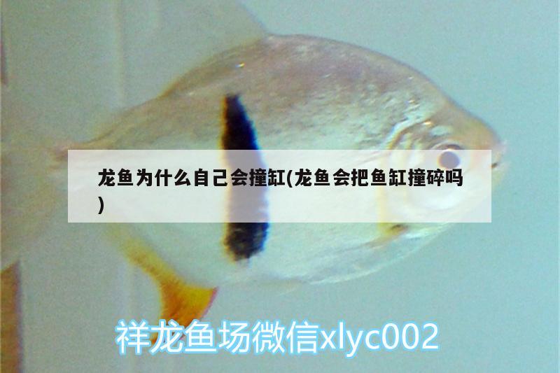 龍魚(yú)為什么自己會(huì)撞缸(龍魚(yú)會(huì)把魚(yú)缸撞碎嗎) 潛水泵