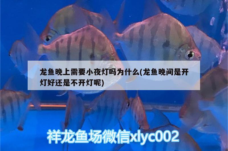 龍魚晚上需要小夜燈嗎為什么(龍魚晚間是開燈好還是不開燈呢) 黑桃A魚