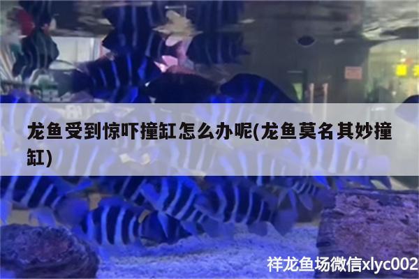 龍魚受到驚嚇撞缸怎么辦呢(龍魚莫名其妙撞缸)