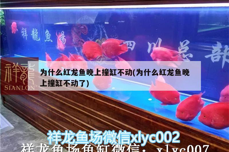 為什么紅龍魚晚上撞缸不動(dòng)(為什么紅龍魚晚上撞缸不動(dòng)了)