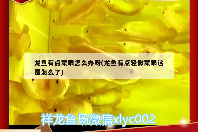 龍魚(yú)有點(diǎn)蒙眼怎么辦呀(龍魚(yú)有點(diǎn)輕微蒙眼這是怎么了)