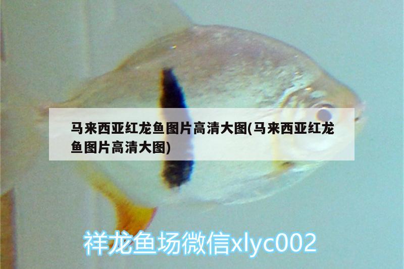 馬來西亞紅龍魚圖片高清大圖(馬來西亞紅龍魚圖片高清大圖)