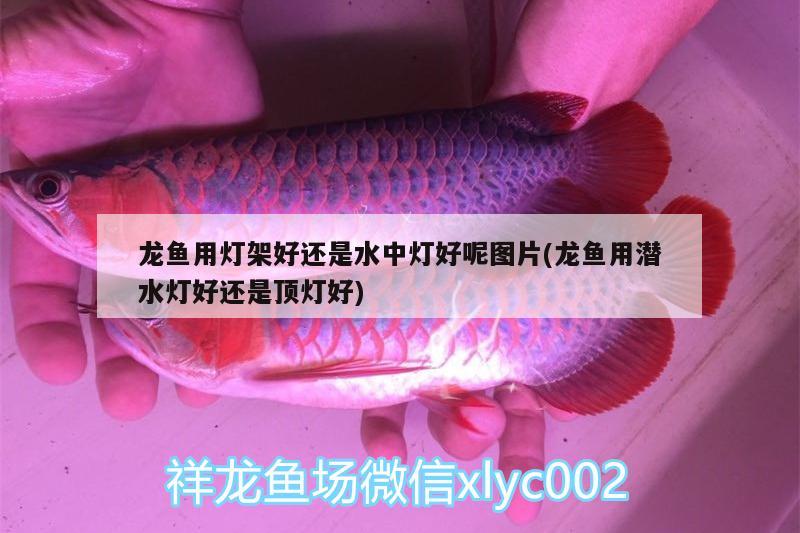 龍魚用燈架好還是水中燈好呢圖片(龍魚用潛水燈好還是頂燈好) 廣州水族器材濾材批發(fā)市場(chǎng)