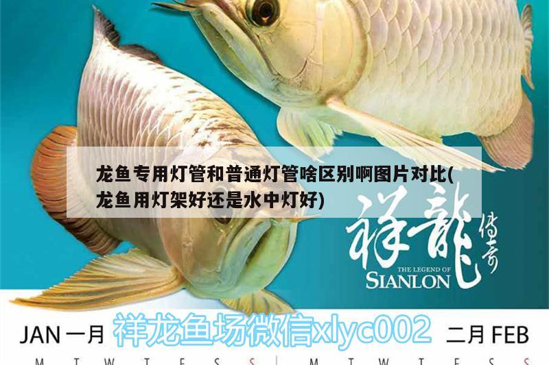 龍魚(yú)專用燈管和普通燈管啥區(qū)別啊圖片對(duì)比(龍魚(yú)用燈架好還是水中燈好) 大白鯊魚(yú)