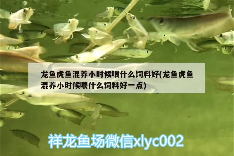 龍魚虎魚混養(yǎng)小時候喂什么飼料好(龍魚虎魚混養(yǎng)小時候喂什么飼料好一點)