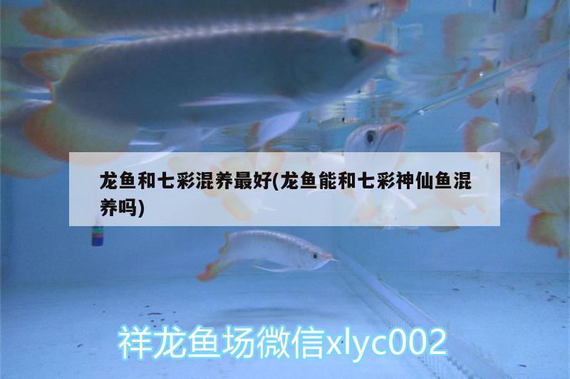 龍魚和七彩混養(yǎng)最好(龍魚能和七彩神仙魚混養(yǎng)嗎)