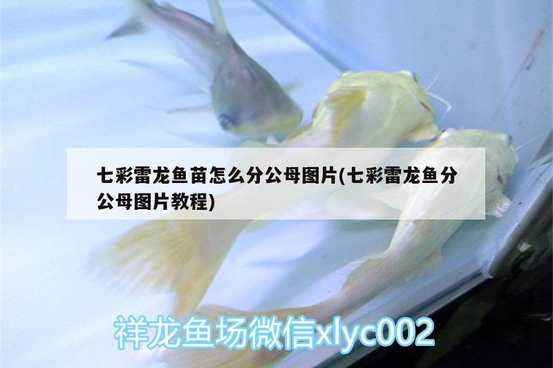 七彩雷龍魚苗怎么分公母圖片(七彩雷龍魚分公母圖片教程) 印尼三紋虎