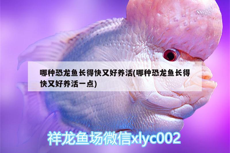 哪種恐龍魚長(zhǎng)得快又好養(yǎng)活(哪種恐龍魚長(zhǎng)得快又好養(yǎng)活一點(diǎn)) 綠皮皇冠豹魚