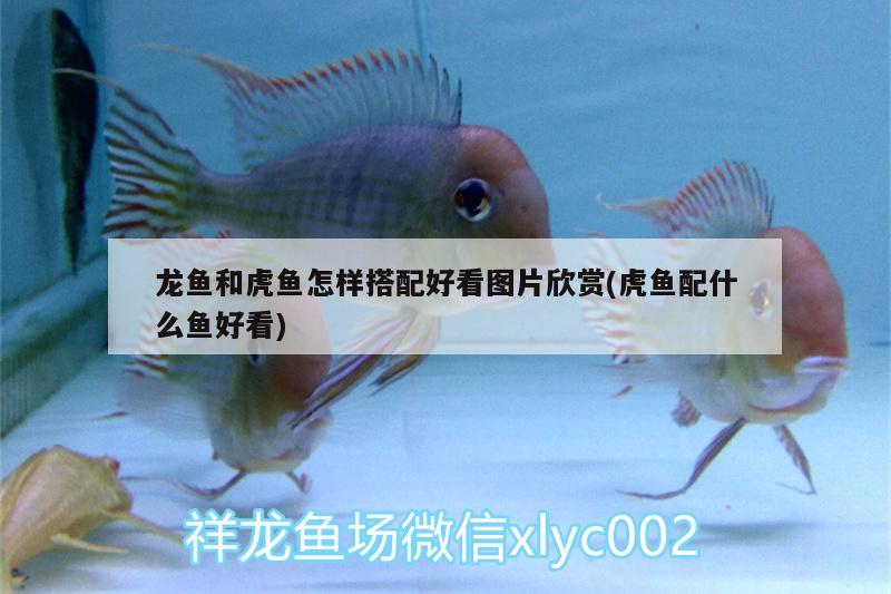 龍魚和虎魚怎樣搭配好看圖片欣賞(虎魚配什么魚好看) 虎魚百科