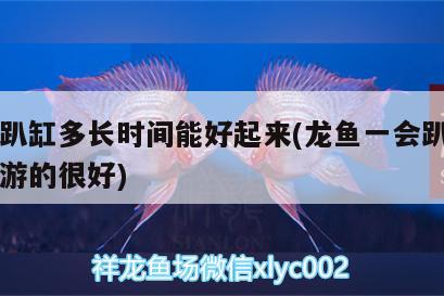 龍魚趴缸多長時間能好起來(龍魚一會趴缸一會又游的很好) 黃吉金龍（白子金龍魚）