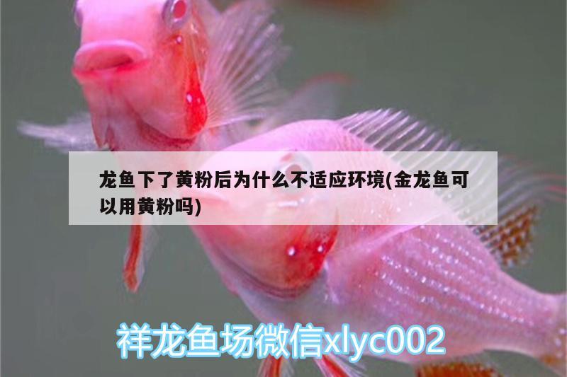 龍魚下了黃粉后為什么不適應(yīng)環(huán)境(金龍魚可以用黃粉嗎)