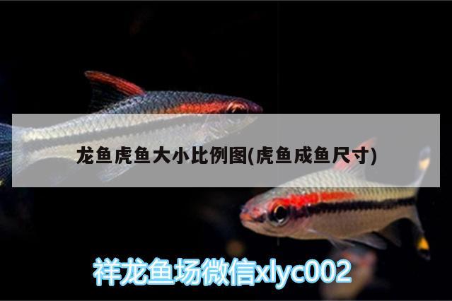 龍魚虎魚大小比例圖(虎魚成魚尺寸)