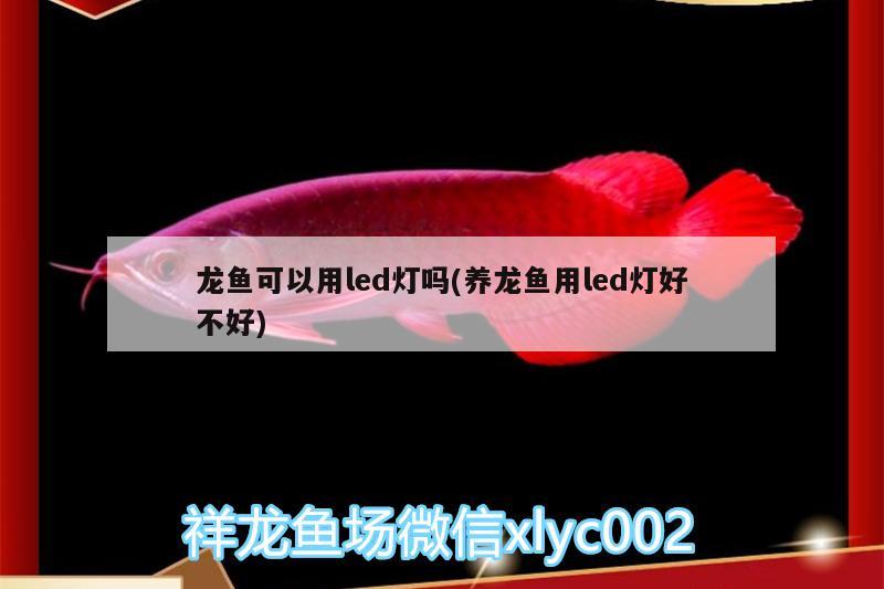 龍魚可以用led燈嗎(養(yǎng)龍魚用led燈好不好)