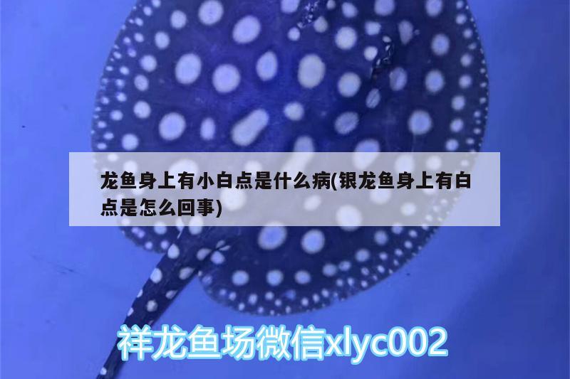 龍魚身上有小白點是什么病(銀龍魚身上有白點是怎么回事)