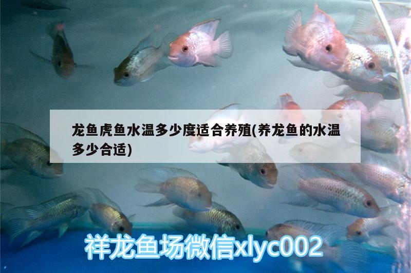 龍魚虎魚水溫多少度適合養(yǎng)殖(養(yǎng)龍魚的水溫多少合適)