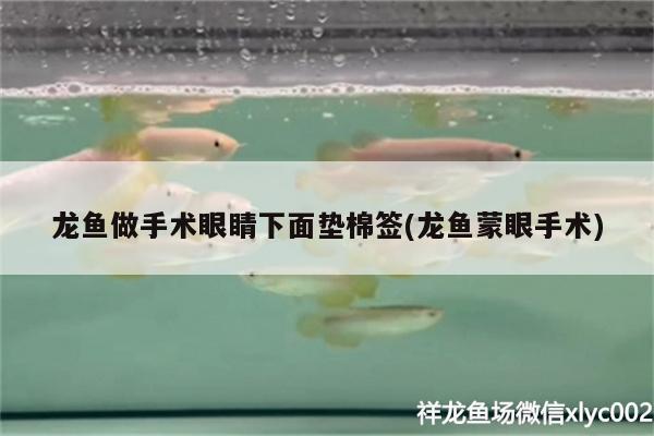 龍魚做手術(shù)眼睛下面墊棉簽(龍魚蒙眼手術(shù))