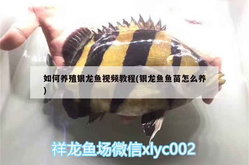 如何養(yǎng)殖銀龍魚視頻教程(銀龍魚魚苗怎么養(yǎng)) 銀龍魚百科