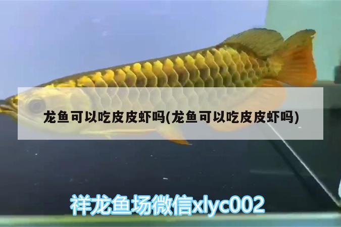 龍魚可以吃皮皮蝦嗎(龍魚可以吃皮皮蝦嗎) 印尼虎苗 第1張