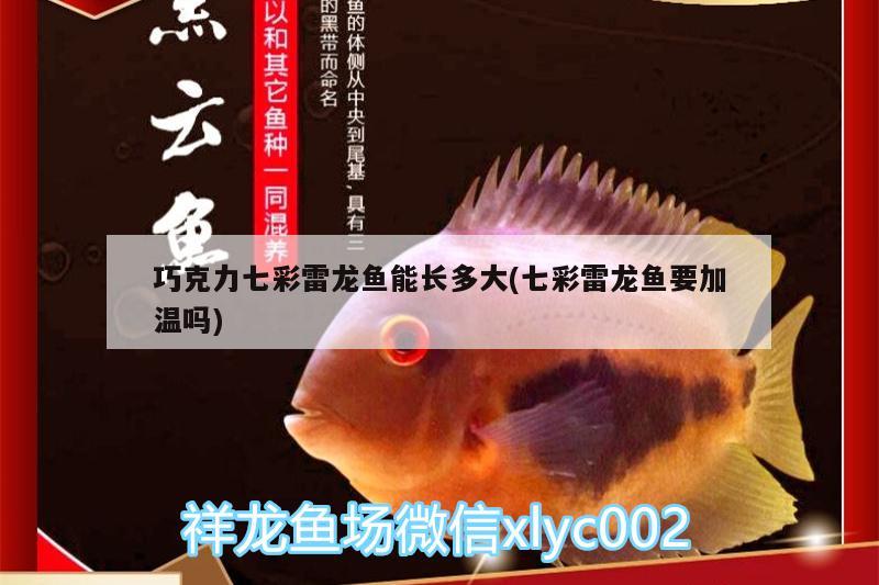 巧克力七彩雷龍魚能長多大(七彩雷龍魚要加溫嗎)