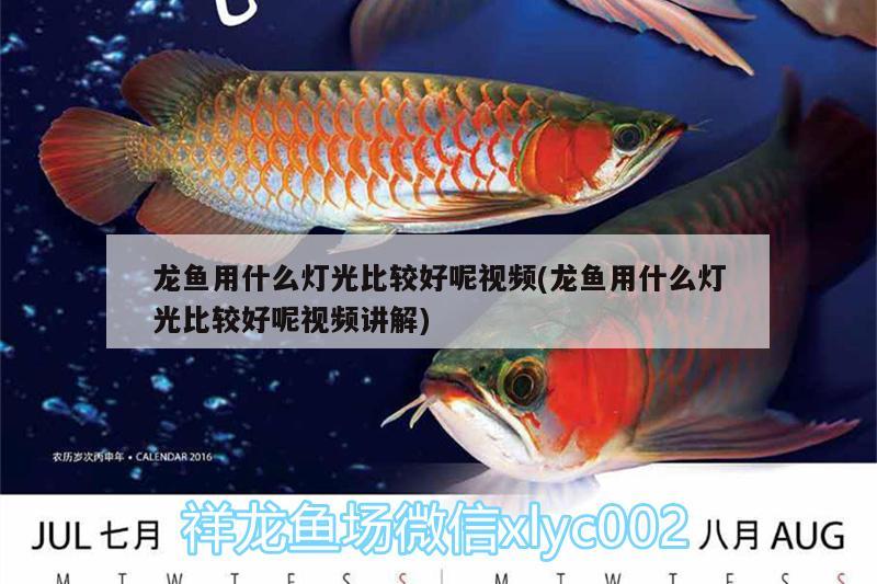 龍魚用什么燈光比較好呢視頻(龍魚用什么燈光比較好呢視頻講解) 觀賞魚批發(fā)