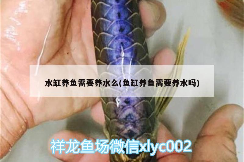 水缸養(yǎng)魚需要養(yǎng)水么(魚缸養(yǎng)魚需要養(yǎng)水嗎)